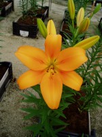 [1668 Bonsoir No01.JPG]